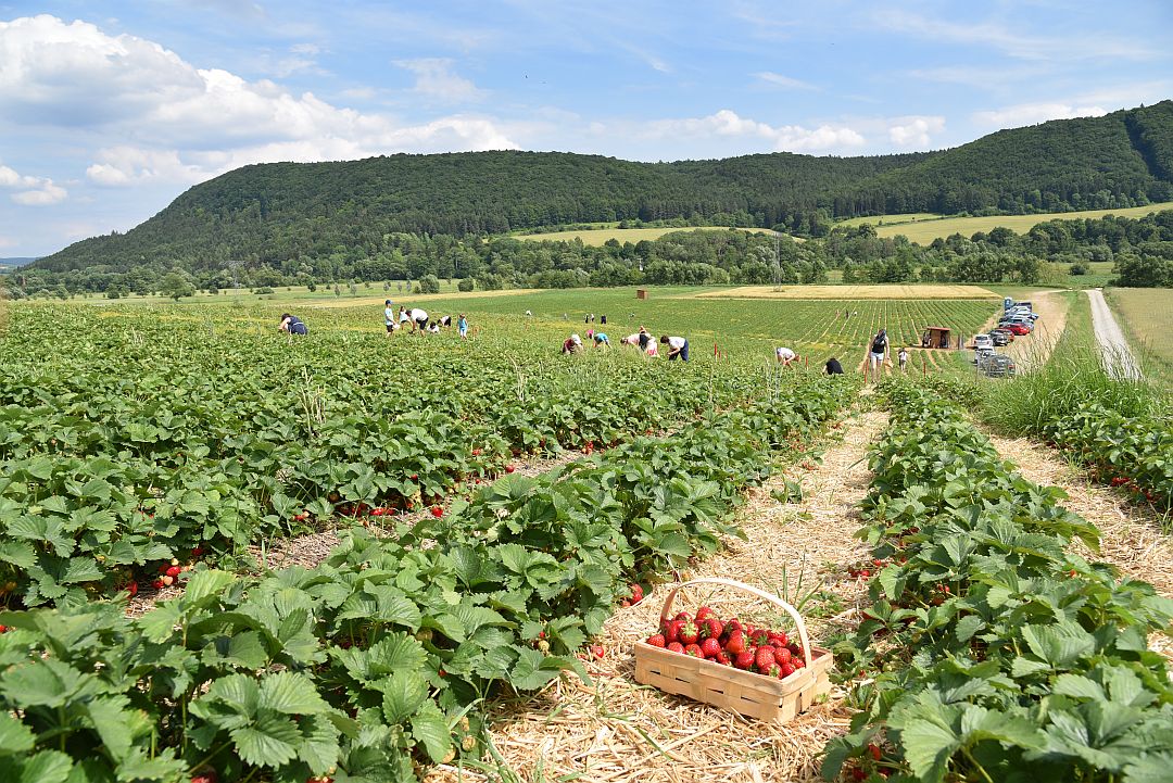 Fruchtige Versuchung: Frische Erdbeeren direkt vom Feld - Stadtradio Krems